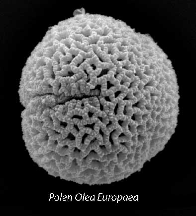 alergia polen